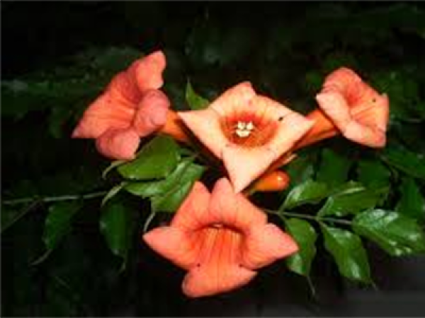 Trompetenblume (C. radicans)